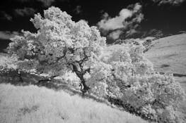 Wild Oaks by Malcolm Mosher Jr.