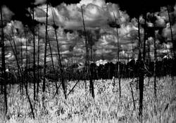 Grassland by Mark Martinson