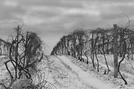 Winter Vineyard 1 by Mark Martinson