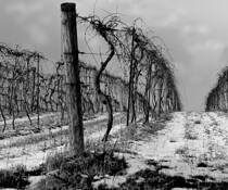 Winter Vineyard 2 by Mark Martinson