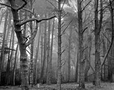 Fog in Forest by Mitsu Yoshikawa