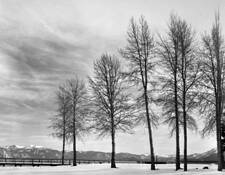 Trees Without Leave by Mitsu Yoshikawa