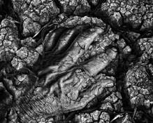 Like the Back of My Own Hand by Dennis Fritsche
