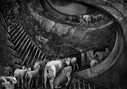Trespassers by Mickie Rosen
