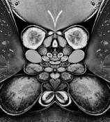Butterfly by Soegiarto Soejatono