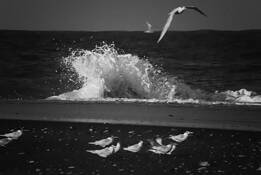 Certain Birds Soar Over Uncertain Shore by William Acosta