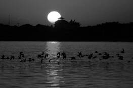 Flight at Dawn by William Acosta
