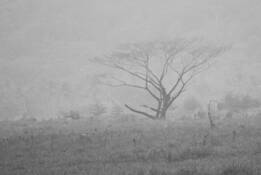 Misty Morning by William Acosta