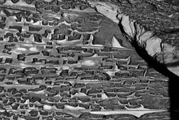 Wood by Anas Shehadeh