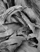 Bristlecone Burl by Barbara A. Leideritz