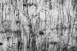 Ponds Scape by Seyda Deligonul