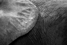 Elephant Patterns by David E. Becker
