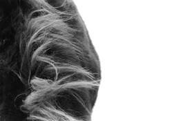 Winter Tufts by Juliet Harrison