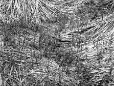 Kesik 1 by Malgorzata Kesik-Rymuszka