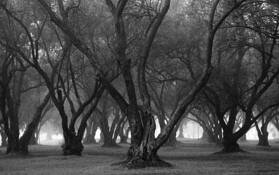 Olive Grove by Sophie Abbott