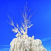 Ice Storm 7 by William Sheck