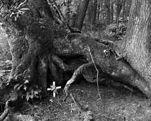 Forest Grave by Adrian Roland Davis