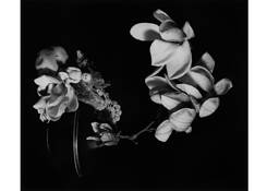 Untitled 3 by Anne Scott