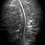 Spine by Mary Woodman