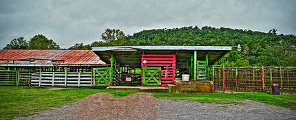 Cattleman's Livestock Market by Jack Knox