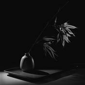 Bamboo Study by Gordon Ownby