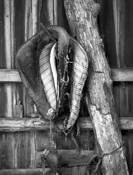 Out to Pasture by Jim Jones