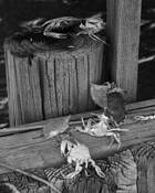 Saxus Island Culls by Ron Hugo