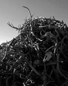 Bone Yard by Rudolph De Ram