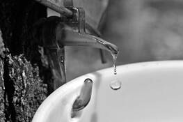Maple Sap Drop by John W. Corry