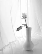 White Rose by Katherine Clarkin