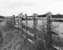 Old Fence to No Where by Dick Wilson