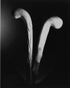 They Comfort Me by Paul Crampton