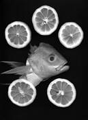 Untitled 2 by Peter Del Toro