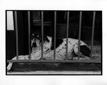Dog in Window by Alan Kornfeld