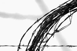 Coiled and Barbed by Steve Immel