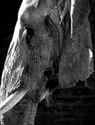 Senior Citizen by Alan Wood