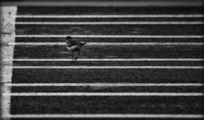 The Crossing by Alex Belov