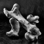 No Bones About It by Susan Stone