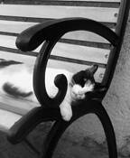 Cat Nap by Kathryn Henley