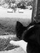 Working Dog by Kathryn Henley