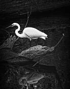 Decoy by Milicska Jalbert