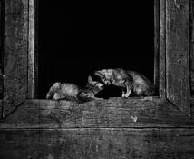 Cat in Love by Onanong Guljarustorn