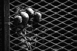 Caged Chimp by Rodger E. Overholser