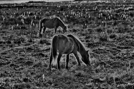 Assateague Ponies by Ron Hugo