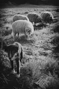 Sheep Dog by Sam Ward