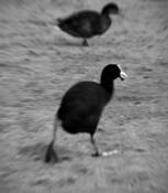 Coot 3 by Sophia Koopman