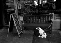 Dog and Menu by Water Leporati