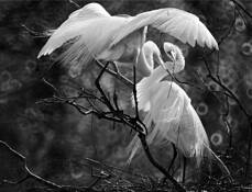 Great Egrets by William Dickinson