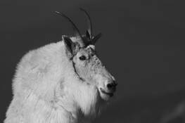 Mountain Goat by William L. Witmer