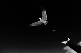 Untitled 12 by Youngsook Chung Zhang